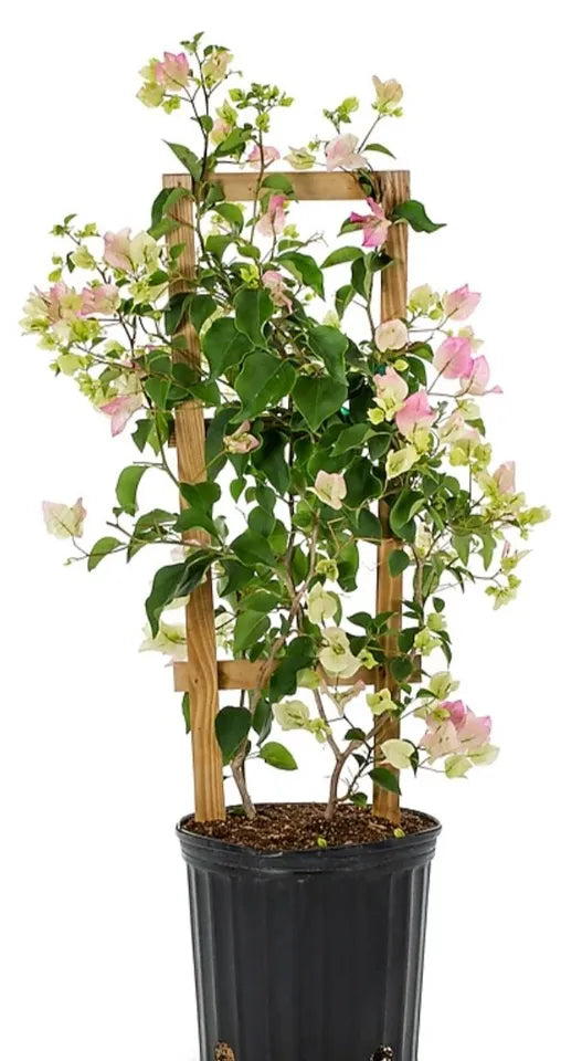 1pc Live Plant Bougainvillea Vine Assorted Colors 6" Pot Trellis