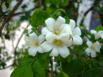 10 Seeds Murraya paniculata | Mock Orange Jasmine | Satinwood