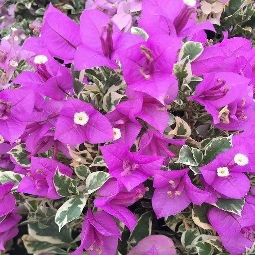 1pc Well Rooted BLUEBERRY ICE VARIEGATED Bougainvillea Starter Plant