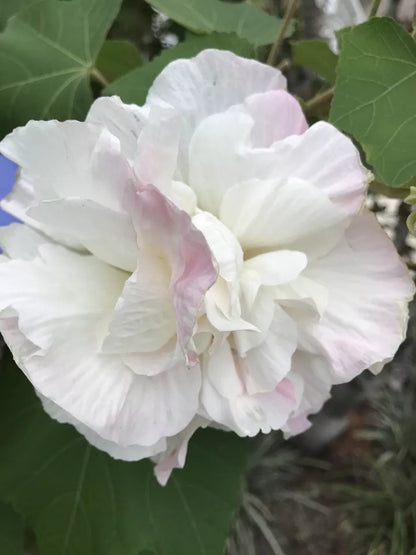 100+ fresh seeds Double Pink Confederate Rose - Hibiscus mutabilis