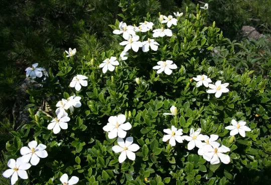 150 Gardenia jasminoides Seeds - Cape Jasmine - Common Gardenia