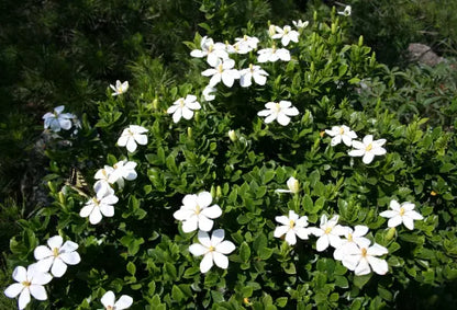 300 Gardenia jasminoides Seeds - Cape Jasmine - Common Gardenia