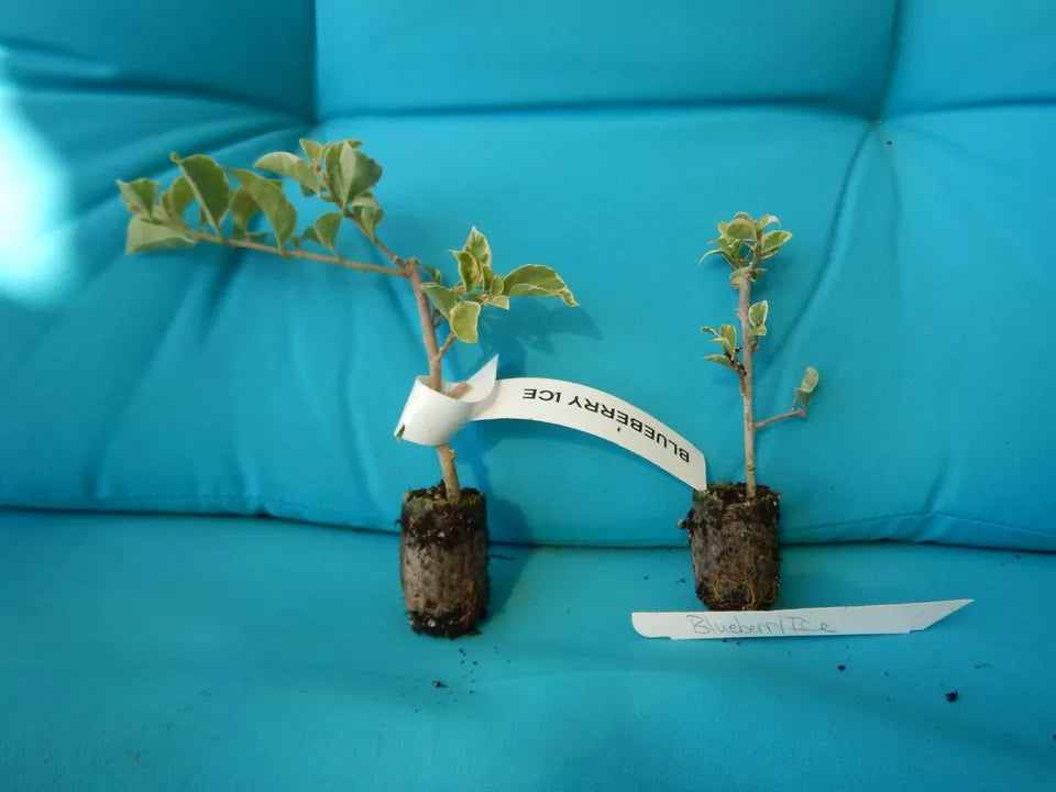 1pc Well Rooted BLUEBERRY ICE VARIEGATED Bougainvillea Starter Plant