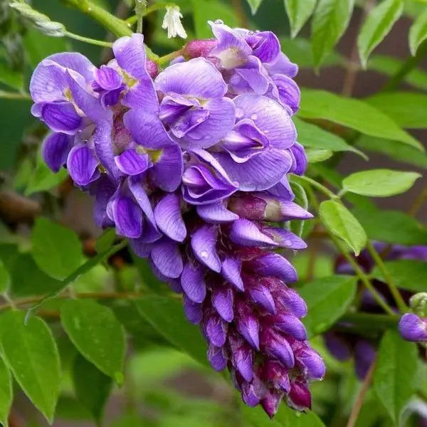 1 live wisteria bush up to 10 in tall purple