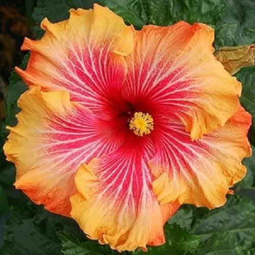 20 Red Yellow Orange Hibiscus Flower Seeds Perennial