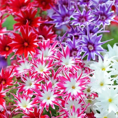 100 Twinkle Mix Phlox Seeds