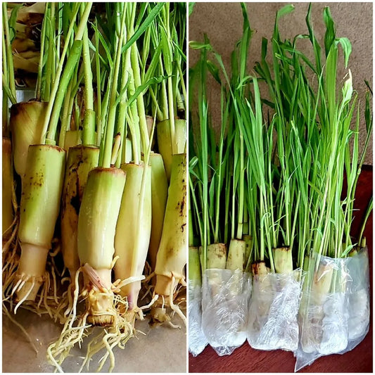 5 Lemongrass LIVE ROOTED STALKS CITRONELLA