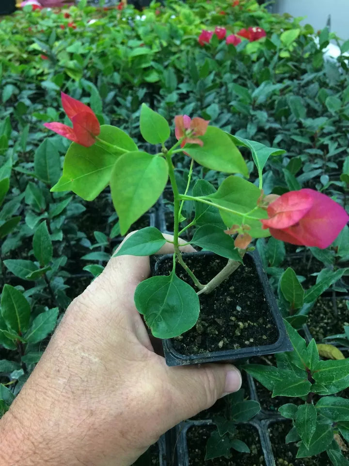 1 pc Bougainvillea - 'Barbara Karst' Live Plant