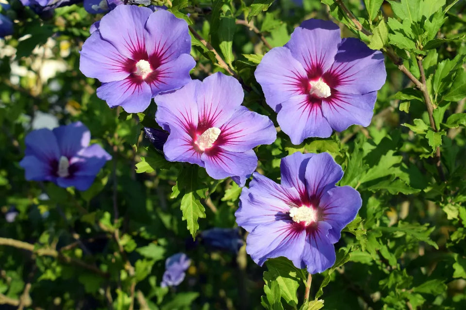 25 Purple ROSE Of SHARON HIBISCUS Syriacus Flower Tree Bush Seeds