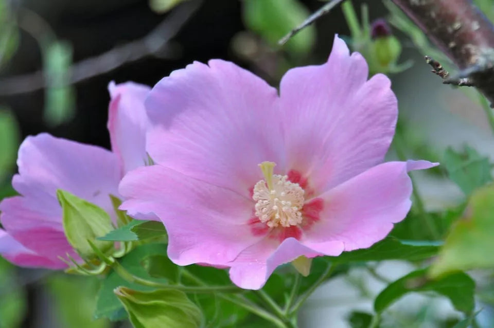 50 Seeds Hibiscus mutabilis Single Cotton Confederate Rose