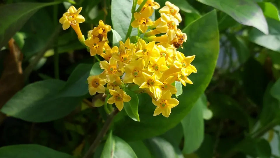 Tropical Cestrum Plant Fragrant Orange Flower ORANGE ZEST Peel Jasmine