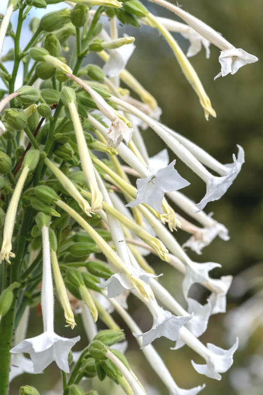 1500+ White Jasmine Flowering Tobacco Seeds (Nicotiana sylvestris) Tropical Herb