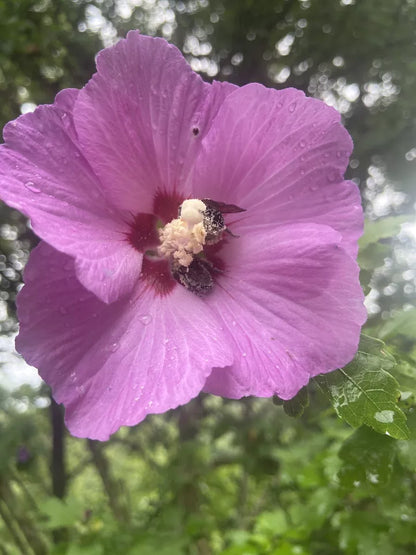 2 Rose Of Sharon Hibiscus Organic Live Plant w/ Roots Transplant edible tree