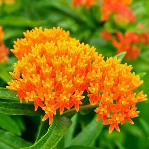 100 MILKWEED MIX DELUXE Perennials Monarch Butterfly Host Plant Non-GMO Seeds