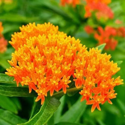 100 MILKWEED MIX DELUXE Perennials Monarch Butterfly Host Plant Non-GMO Seeds
