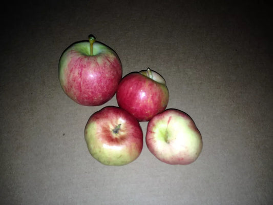1pc Orchard Apple Tree Seedling Fruit Hardy LIVE PLANT