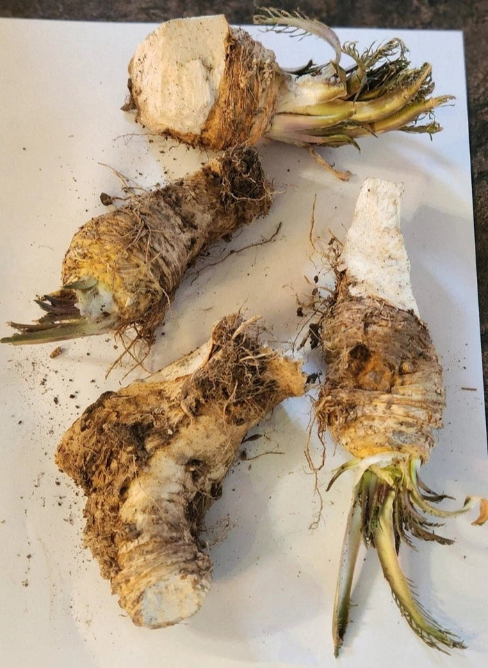 Organic Horseradish Root Pieces for Planting, 2 Pack, Cochlearia armoracia, Perennial, Zone 3-9, Full Sun