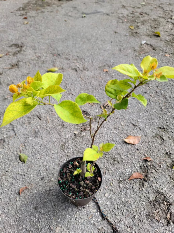 1pc GOLD YELLOW BOUGAINVILLEA LIVE PLANT 7 TO 10 INCHES TALL