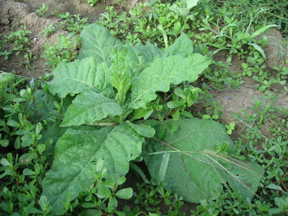 1000 Nicotiana Alata Seeds - Jasmine Flowering Tobacco