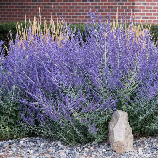 3 LIVE PLANTS PEROVSKIA ATRIPLICIFOLIA RUSSIAN SAGE