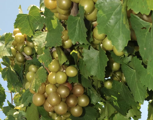 1 each Muscadine Wine Collection