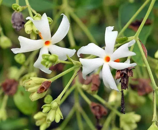 10 Seeds Nyctanthes arbor-tristis | Parijat | Night Flowering Jasmine | Shiuli