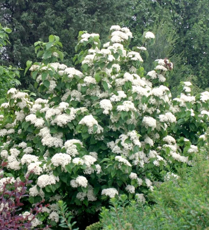 1pc Brandywine Viburnum Nudum 12-18" Live Starter Plant