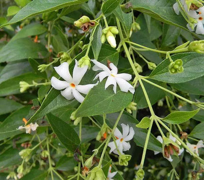 parijat flower seeds 10 Seeds Nyctanthes arbor-tristis | Parijat | Night Flowering Jasmine