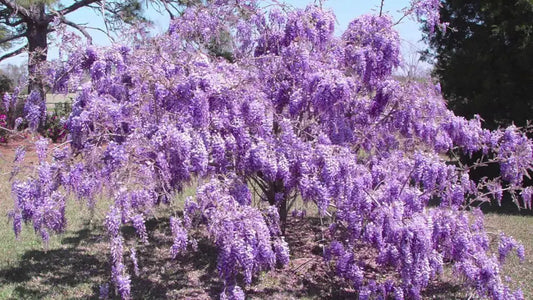 1 Purple Wisteria