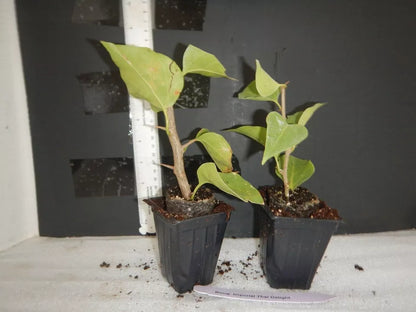 1pc BAMBINO BURNT ORANGE Live Bougainvillea SMALL Rooted Starter Plant