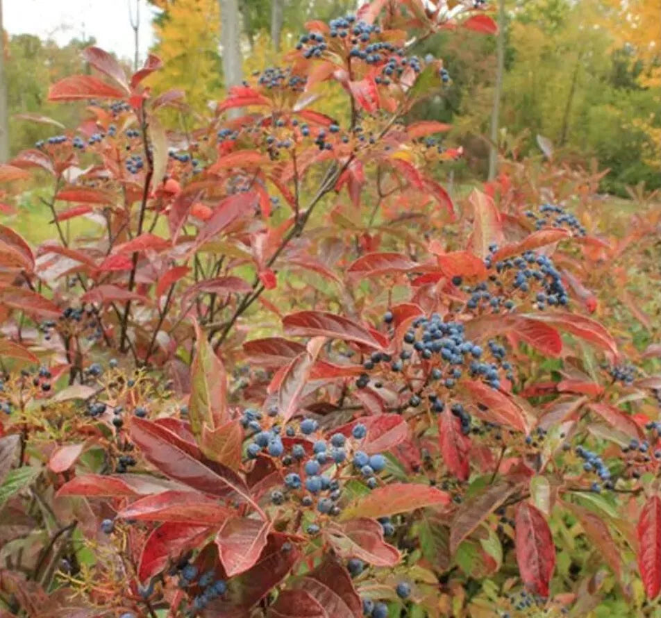 1pc Brandywine Viburnum Nudum 12-18" Live Starter Plant