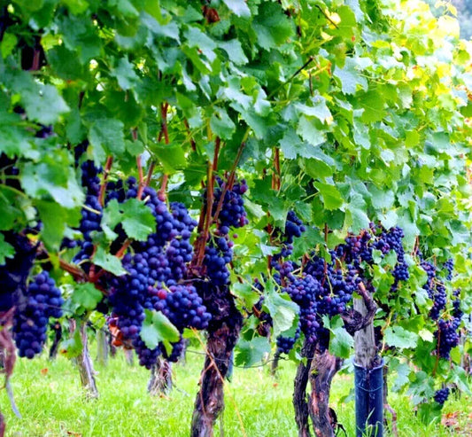 20 WINE GRAPE SEEDS (Vitis vinifera) Vine Tree Fast Hardy