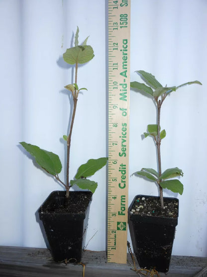 1pc Juddi Viburnum 2.5" pot Live Plant