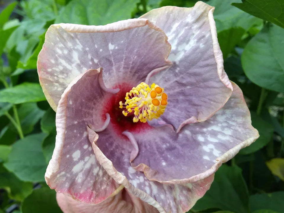 Tropical Plant Large Fancy Single White Lavender Pink Flower SEA SPRAY Hibiscus