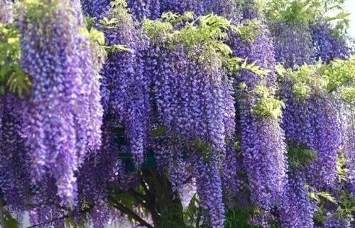 1 Wisteria starter plant 6-8 inches tall well rooted