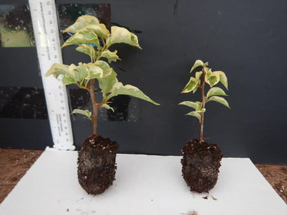 1pc Well Rooted BENGAL ORANGE VARIEGATED Bougainvillea Starter Plant