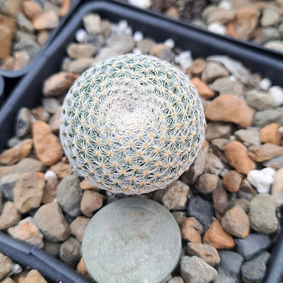Mammillaria Microthele Bare Root Cactus - Mesa Garden 785.8 - Unique Desert Plant for Home Decor and Collection