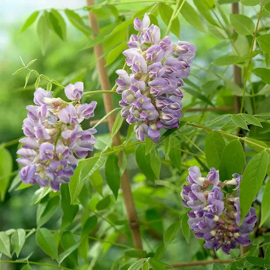 1 Blue Wisteria Live tree 3.5 in pot 8 to 14 inches