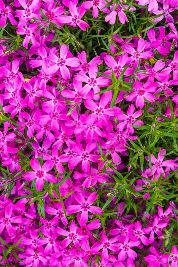 1 Live Plant Creeping Phlox Bare-Root Wild Pink Phlox Subulata Perennial