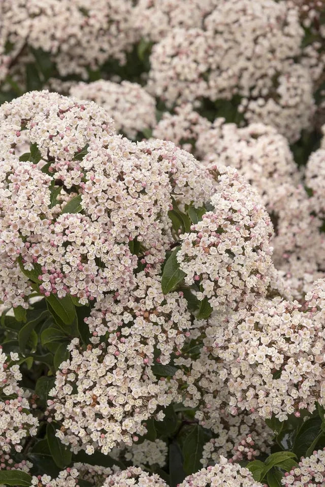 3pcs Spring Bouquet Viburnum Live Plants Tinus Laurustinus