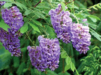 1 Live Plant Wisteria Amethyst Falls lavender Wisteria Vine