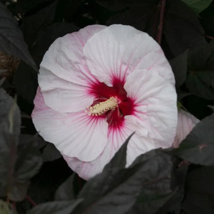 1 Dormant Potted Plant bush hibiscus PERFECT STORM flower dark hardy 2.5" pot