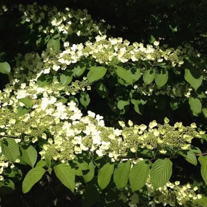 1pc Japanese Snowball Viburnum Showy Color White Blossoms Garden Live Plant 2.5" Pot