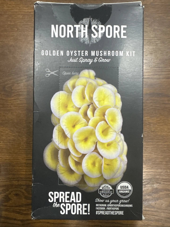 Golden Oyster Mushroom Kit - Organic Seedlings for Outdoor Growing - Lentinula elodes - USA Made