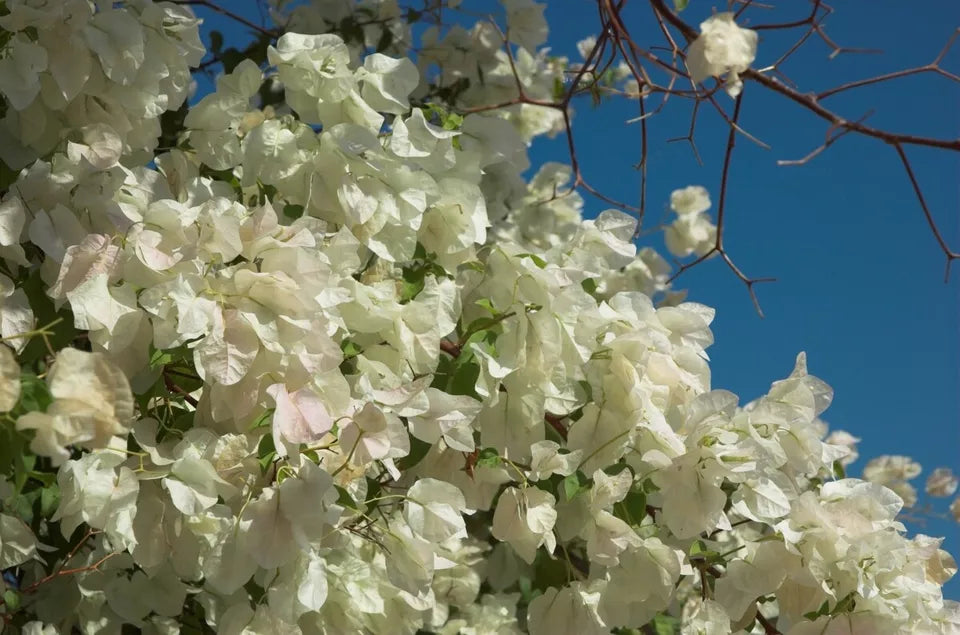 1PC Well Rooted KEY WEST WHITE Live Bougainvillea Starter Plant