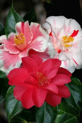 1pc Lady Vansittart Camellia Japonica-Live Starter Plant