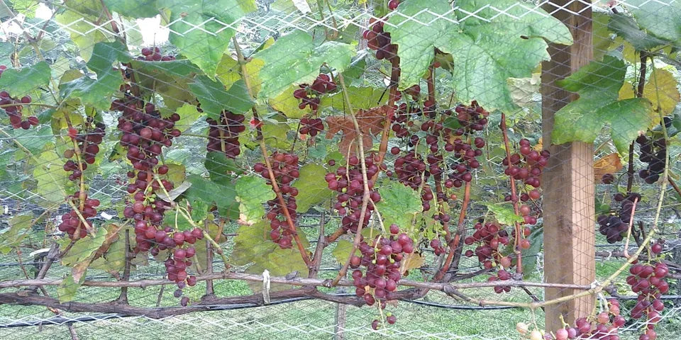 10 Cuttings (unrooted) Fresh Reliance Seedless Grape Vines