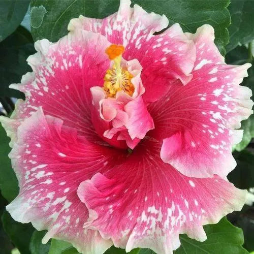 20 Pink White Hibiscus Seeds Flowers Flower Seed Perennial