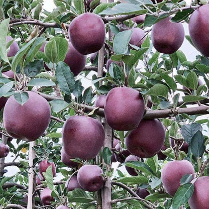 1pc 2-3 ft Arkansas BLACK apple tree Sweet custard Black apples Plant