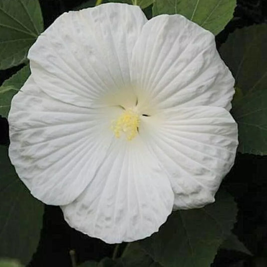 25+ SNOW WHITE GIANT HARDY HIBISCUS Seeds